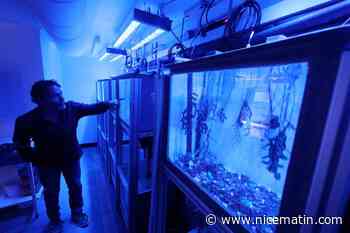 À Villefranche-sur-Mer, ces scientifiques simulent en laboratoire l’avenir de l’océan