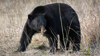 Conservationists hope black bear's death in B.C. park 'not in vain,' call for change