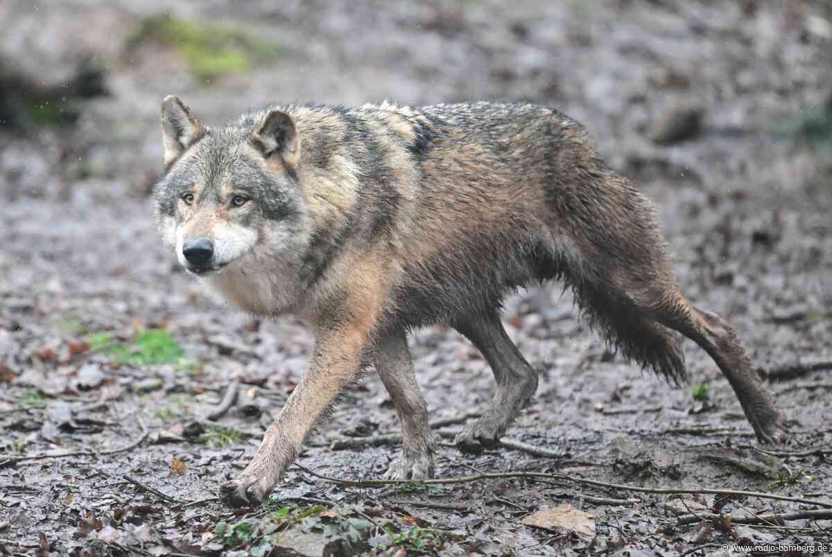 Zahl der Wolfsrudel in der Schweiz gestiegen