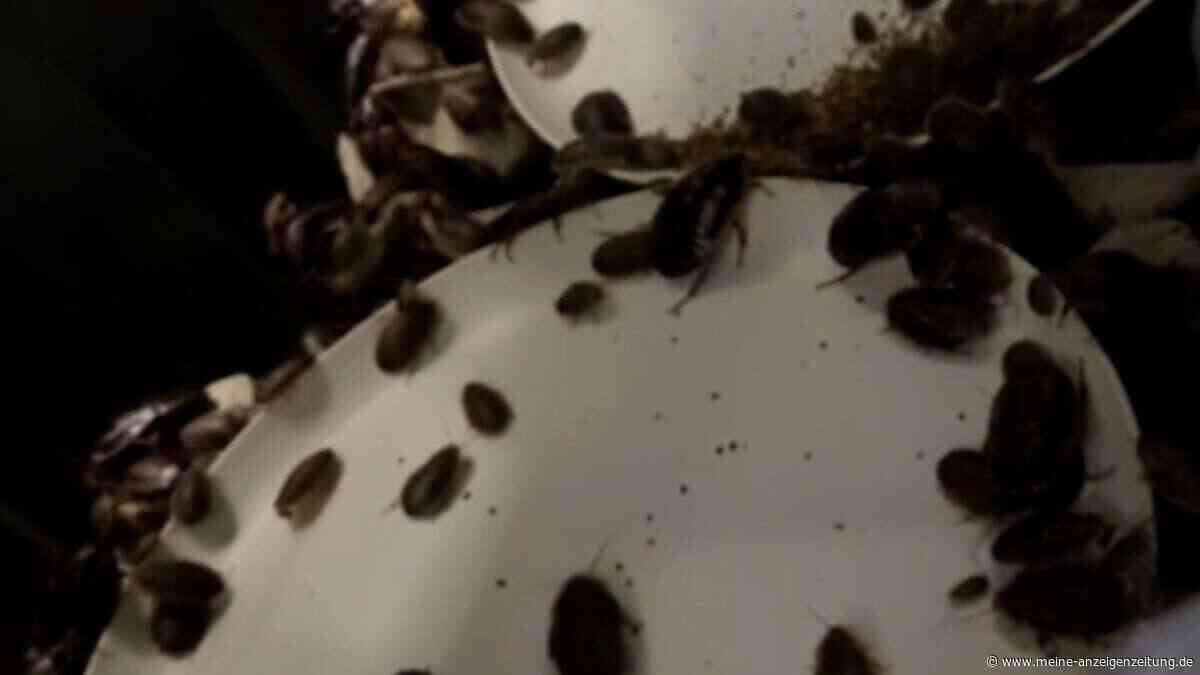 Australien beschlagnahmt mehr als 100.000 illegale Riesenschaben
