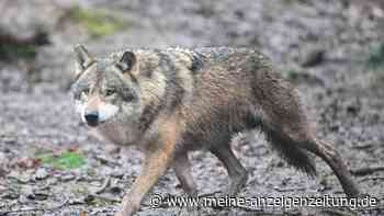 Zahl der Wolfsrudel in der Schweiz gestiegen