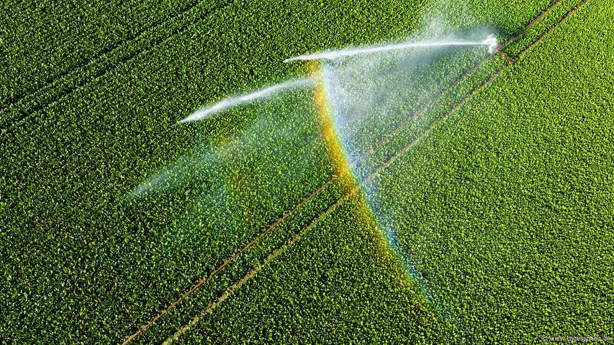 Wie weniger Wasserverbrauch in der Landwirtschaft mehr Ertrag bringen kann