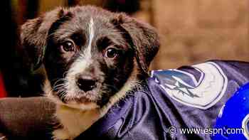 'Stanley Pup' 2026: Which dog name takes first pla...