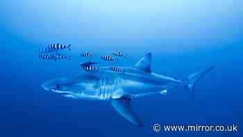 Rare Great White shark spotted in Mediterranean as diver captures remarkable footage