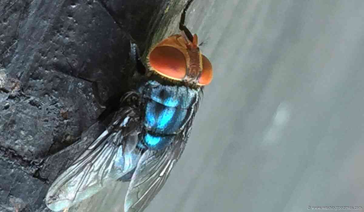 Two more Texas screwworm infections found in animals far apart, USDA says