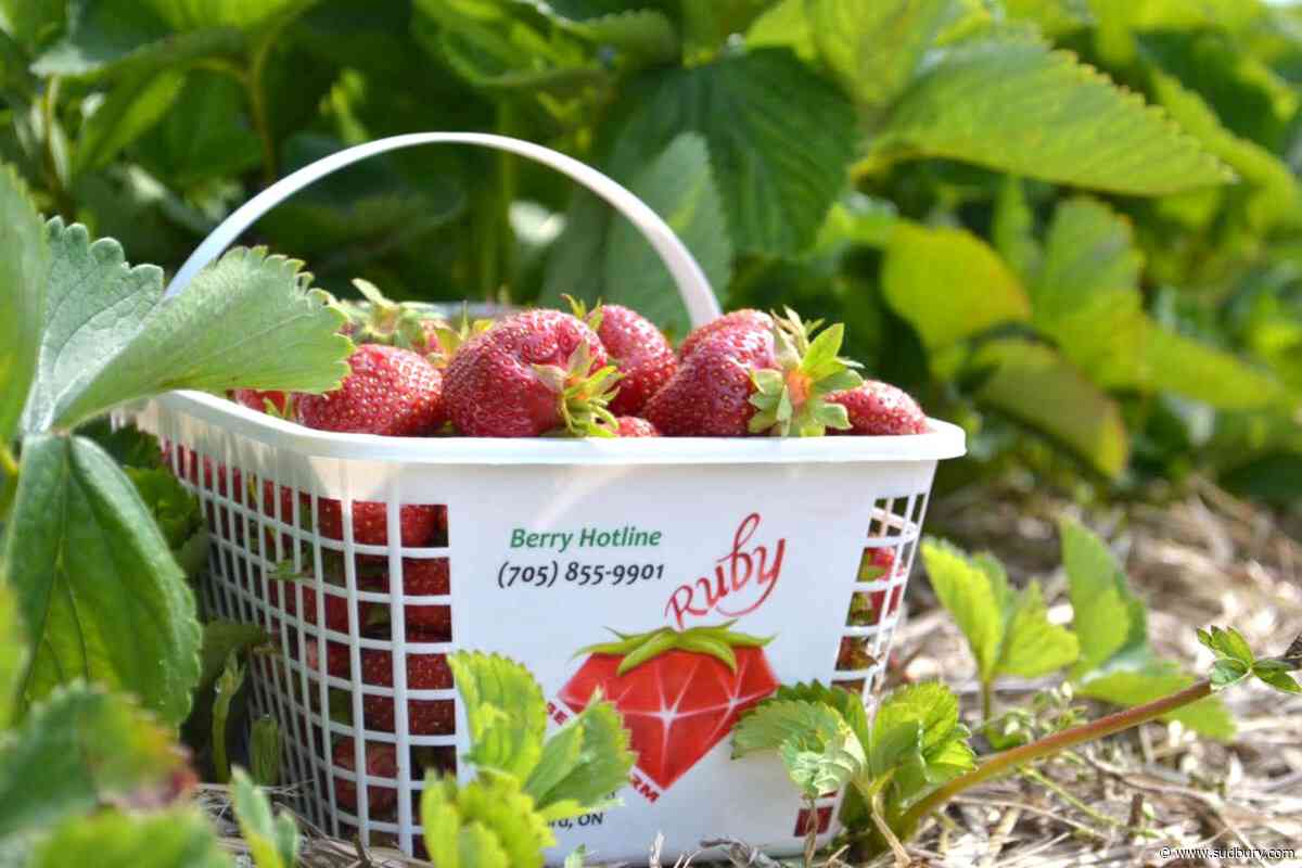 Let’s eat! Strawberry picking season is just weeks away at Ruby Berry Farm