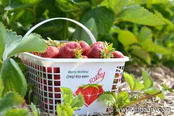 Let’s eat! Strawberry picking season is just weeks away at Ruby Berry Farm