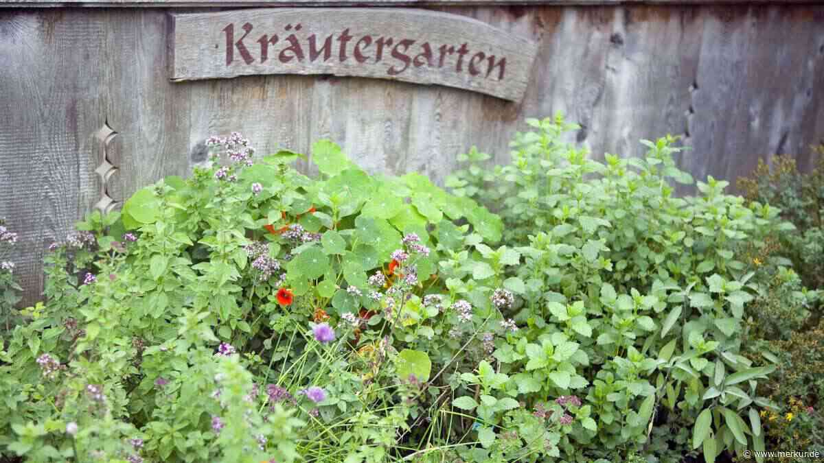 Blühende Kräuter im Garten: Fast alle essbar, nur eine Pflanze wird giftig