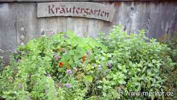 Blühende Kräuter im Garten: Fast alle essbar, nur eine Pflanze wird giftig