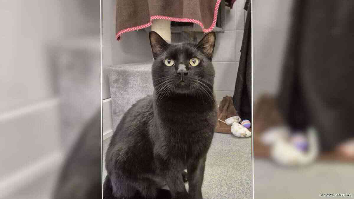 „Wird immer unglücklicher“: Kranker Kater sucht dringend neues Zuhause