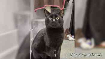 „Wird immer unglücklicher“: Kranker Kater sucht dringend neues Zuhause