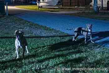 Florida woman mauled to death by two dogs despite neighbors reporting owner to police multiple times