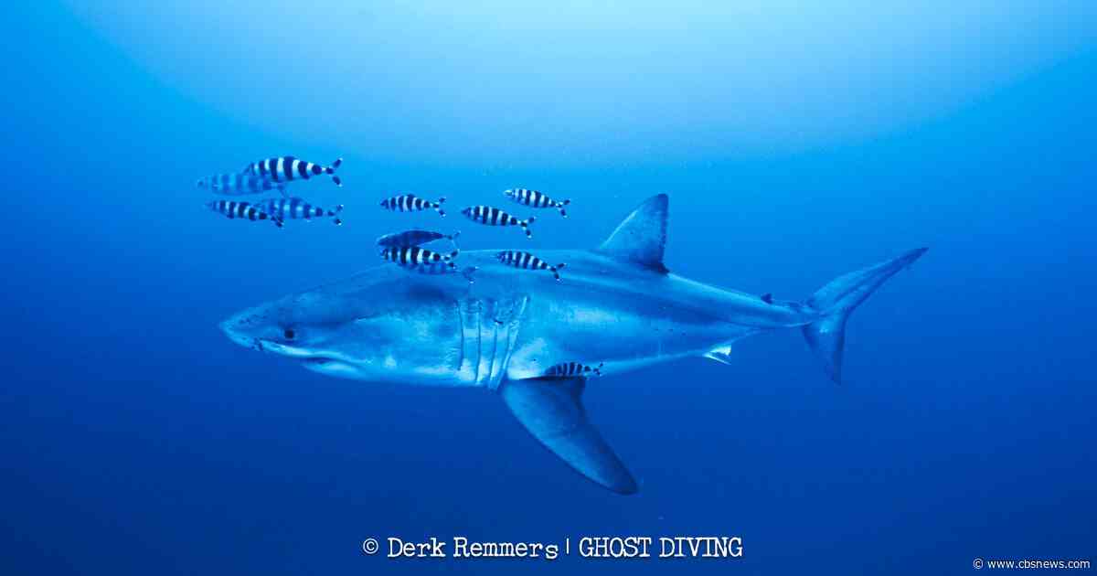 Great white shark captured on video in Mediterranean in rare sighting