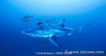 Great white shark captured on video in Mediterranean in rare sighting
