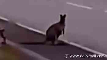 Mystery as wallaby is seen wandering around Cornwall industrial estate in bizarre sighting - despite local zoo insisting none of its marsupials are missing