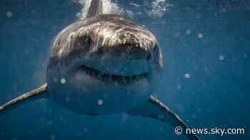 'Extraordinary and poorly understood': The Mediterranean's great white sharks