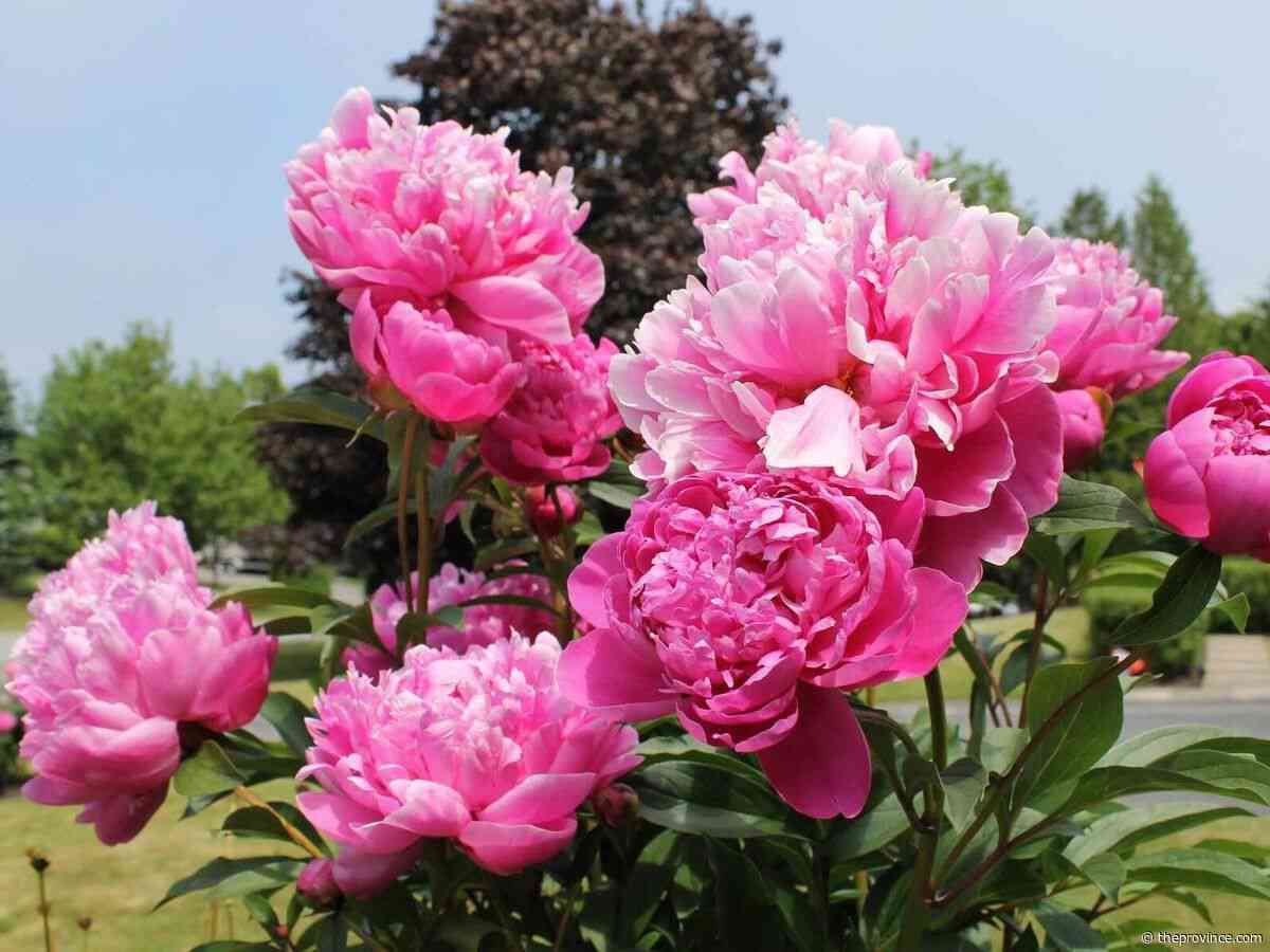 Best shrubs to grow from seed