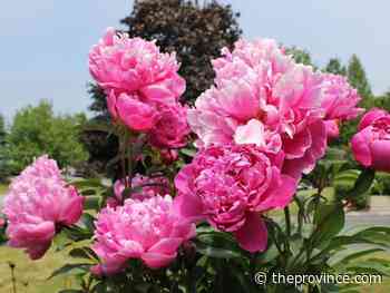Best shrubs to grow from seed