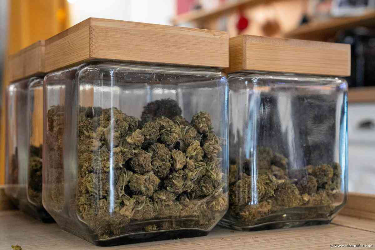 « Ce n’est pas du cannabis, mais du CBD ! » : à Toulon, le tribunal renvoie une affaire pour ordonner des analyses scientifiques