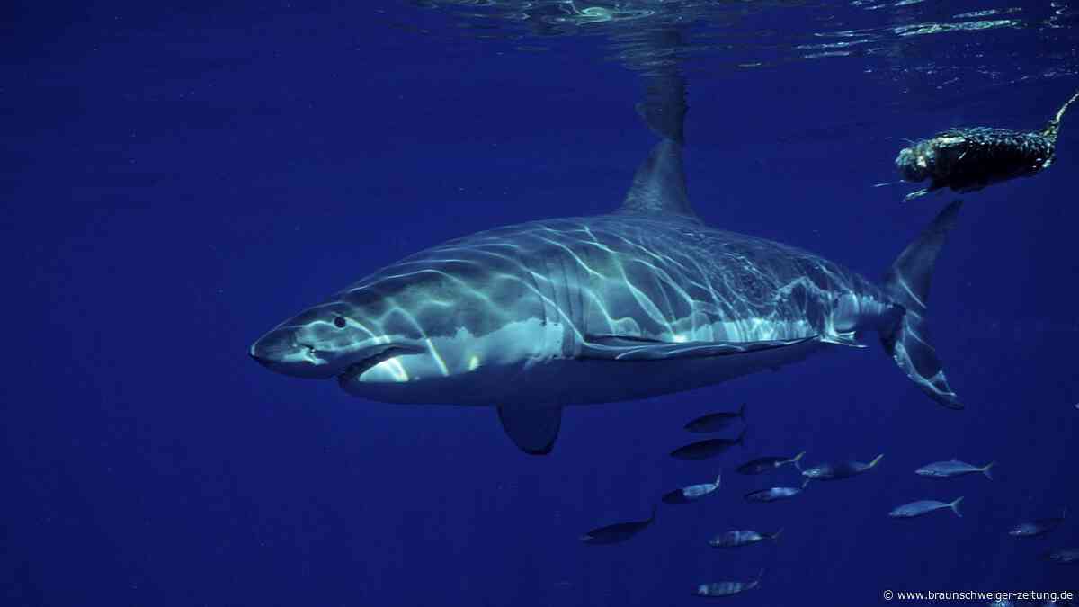 Gruselige Begegnung in der Tiefe – Taucher filmt erstmals Weißen Hai im Mittelmeer