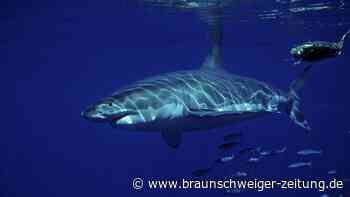 Gruselige Begegnung in der Tiefe – Taucher filmt erstmals Weißen Hai im Mittelmeer