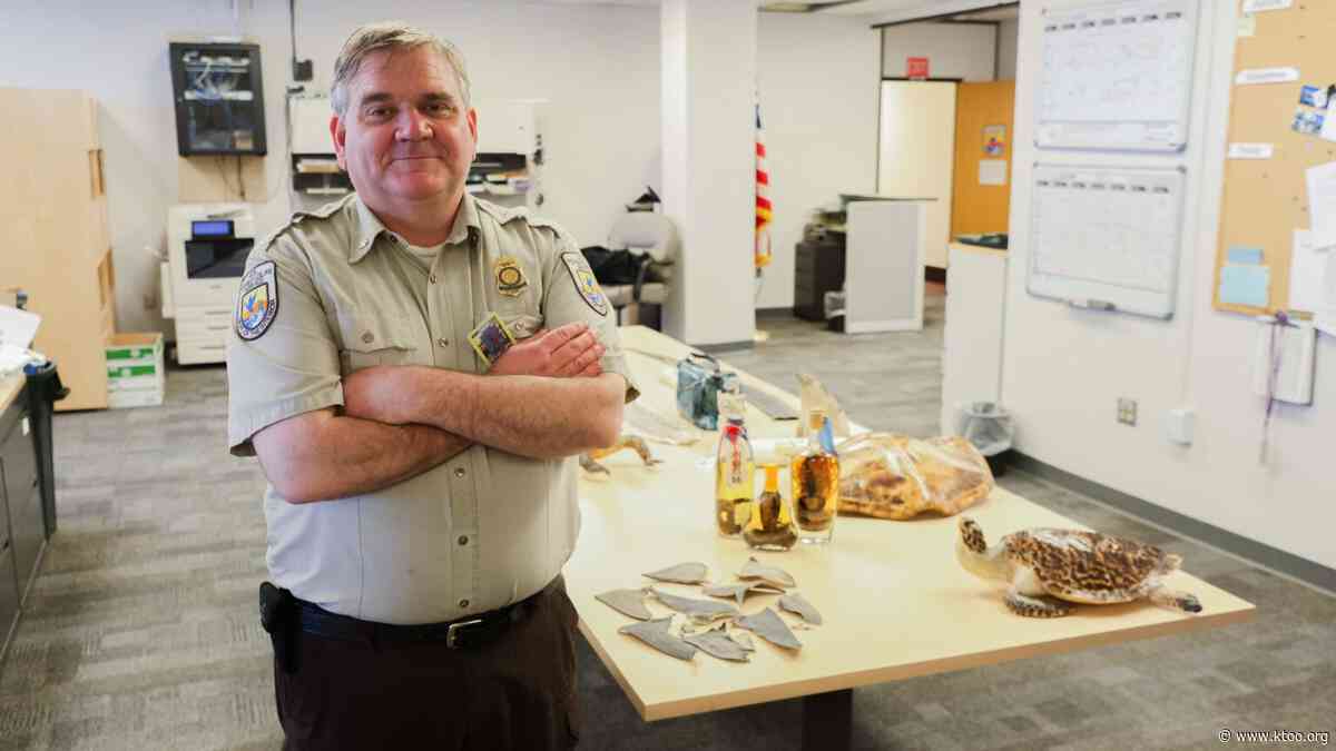 ‘Hey, this box stinks’: the weird work of intercepting trafficked wildlife in Alaska