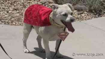 Animal Humane New Mexico holds first DogiCon adoption event