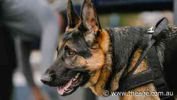 Hospitals turn to sniffer dogs to combat illicit drugs in wards