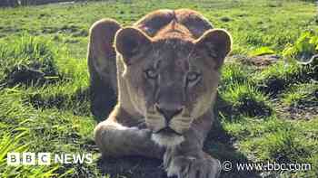 'Feisty' young lioness dies at Kent wildlife park