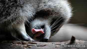 Quebec trying to quell spread of raccoon rabies in Montérégie