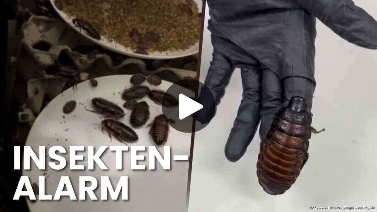 Video zeigt Kakerlaken-Fund – Polizei beschlagnahmt verbotene Insekten
