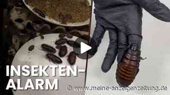 Video zeigt Kakerlaken-Fund – Polizei beschlagnahmt verbotene Insekten