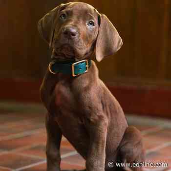 Scooby-Doo Fans Are Divided Over First Look at Live Action Remake