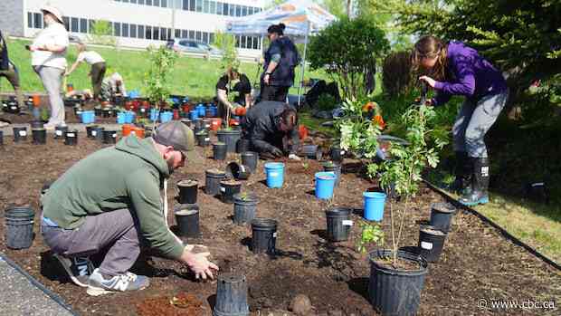 Healing through land: Thunder Bay, Ont., opens Indigenous Community Medicine Garden