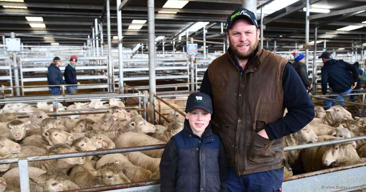Cashing in on culls: mutton 'through the roof' as prices skyrocket