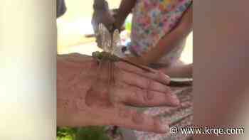 Winrock Town Center in Albuquerque offers free 'Park Explorers' program for kids