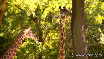 Over 160K sign petition opposing data center next to Nashville Zoo; mayor weighs in