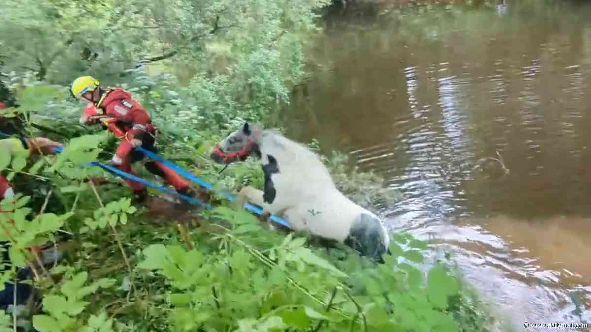 Moment horse is swept away in river while being washed at huge gypsy and traveller gathering