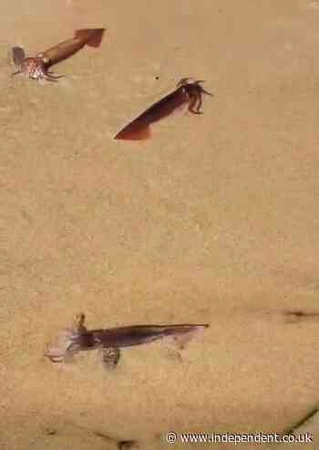Thousands of squid just washed on a Cape Cod beach — but scientists say not to worry