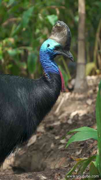 Dinosaur bird? No, a cassowary