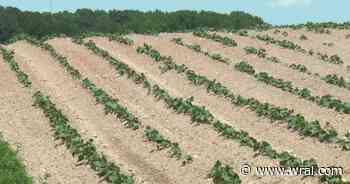 Farmers in a pickle: How the drought is affecting the short cukes growing season