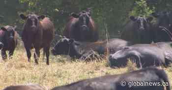Flesh-eating screwworm in U.S. cows not cause for concern in Canada: association