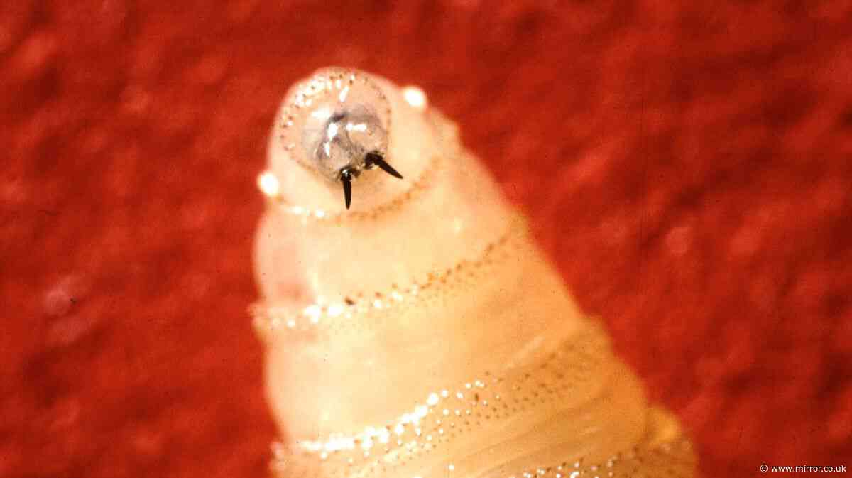 Deadly flesh-eating parasite spreads to second US state as cases rise to five