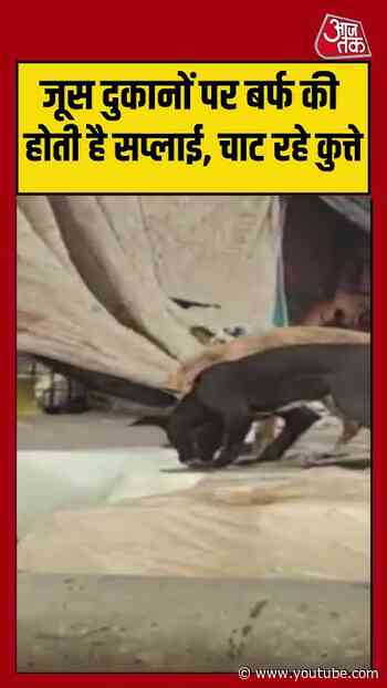 जूस दुकानों पर बर्फ की होती है सप्लाई, चाट रहे कुत्ते | #bhopal #ice #viralvideo