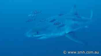 Divers capture ‘insane’ rare footage of great white shark in Mediterranean