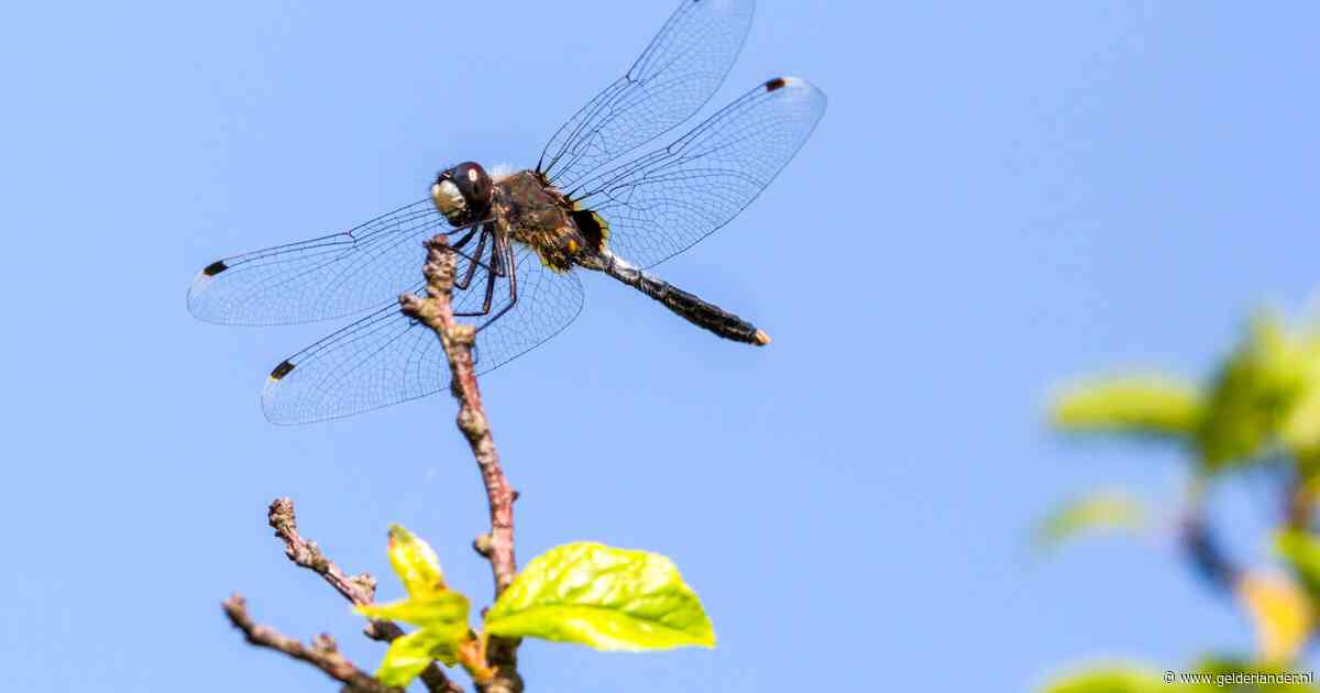 Vijf verliezers en één winnaar in onze worstelende zoetwaternatuur