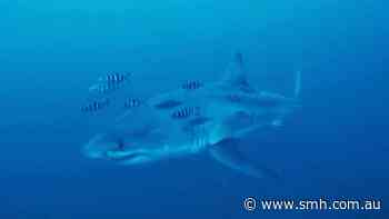 Underwater video shows a Great White Shark swimming in the Mediterranean