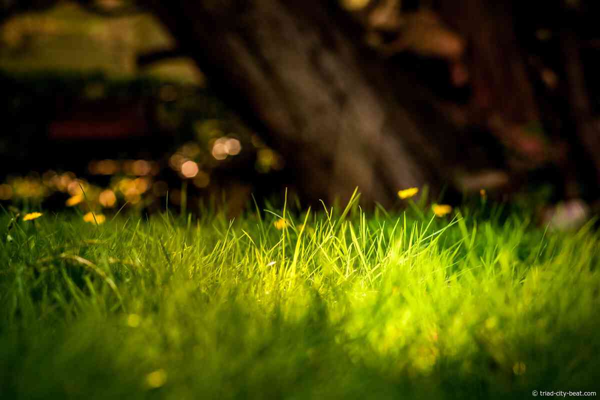 Best Electric Lawn Mowers for Thick Grass in 2026 