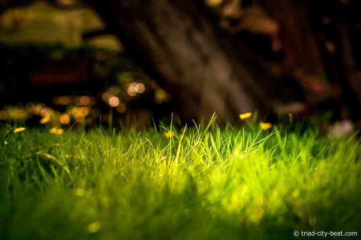 Best Electric Lawn Mowers for Thick Grass in 2026 