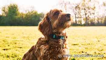 Plans submitted to turn land beside A1(M) in North Yorkshire into dog exercise field